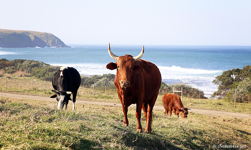 Cows at Dwesa