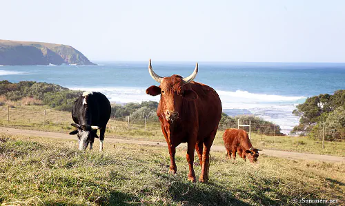 Cows at Dwesa
