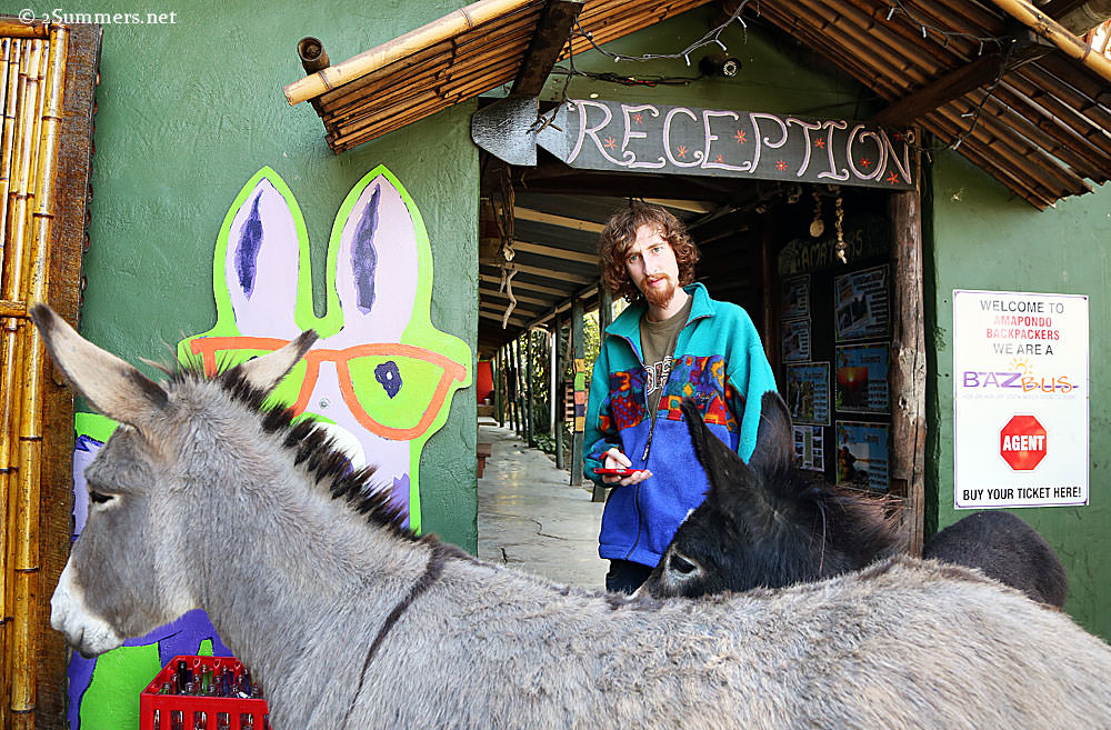 Donkeys-and-Ray