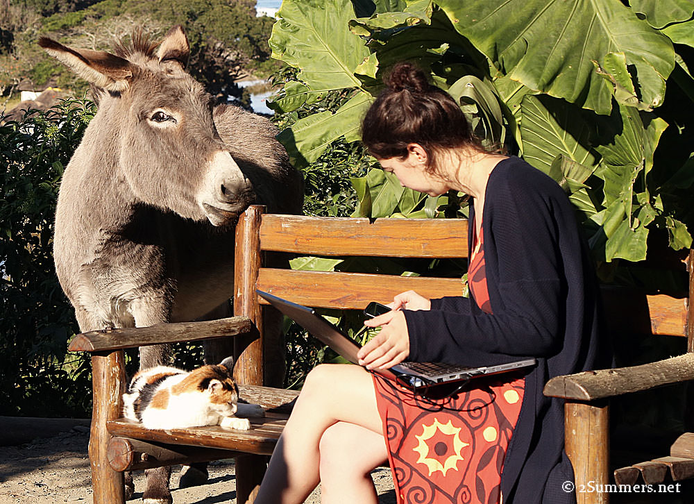 Girl-cat-donkey