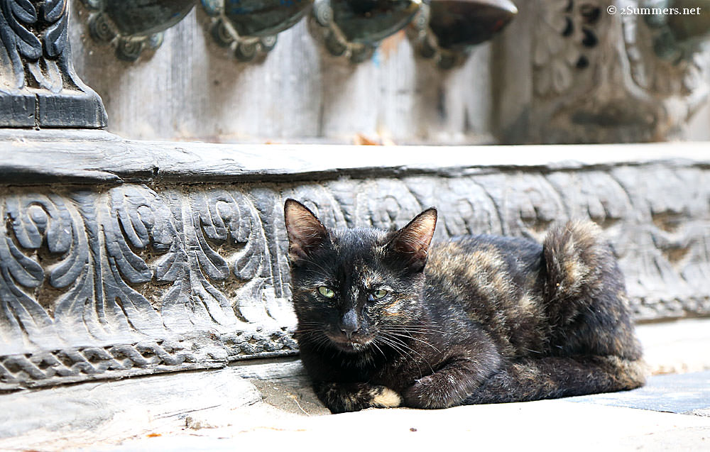 Black-cat-on-step