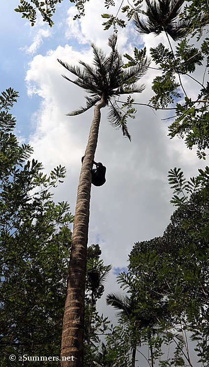 James-in-tree