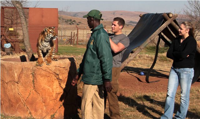 tiger cub