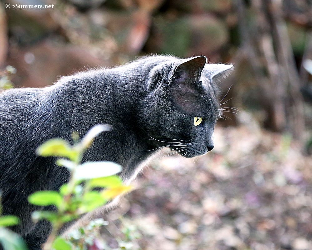 Smokey-looking-out