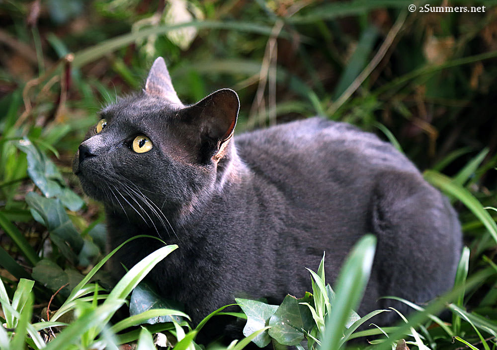 Smokey-looking-up