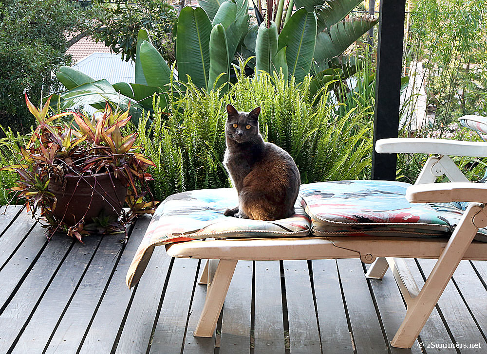 Smokey-on-chair