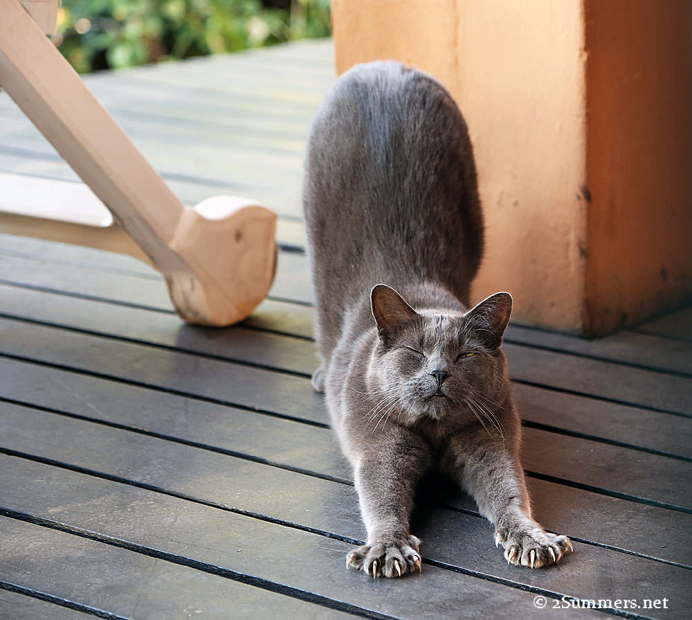 Smokey-stretch2