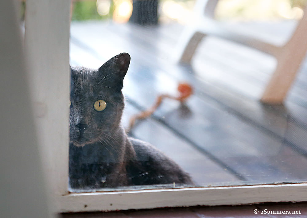 Smokey-window