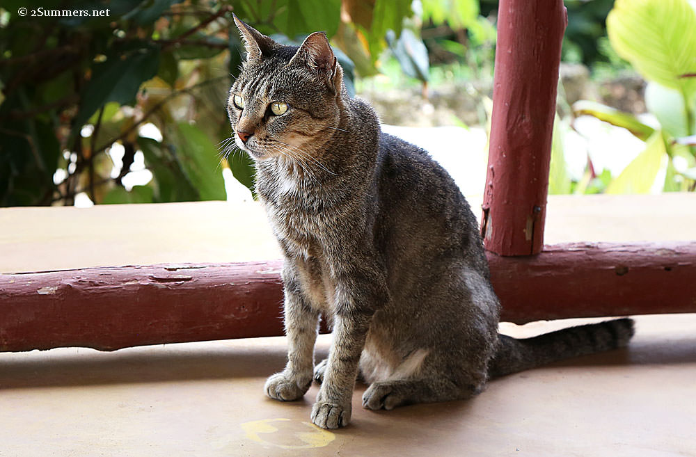 Mwenzi