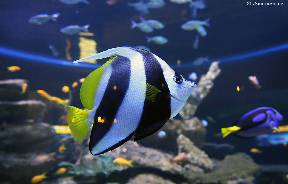 Angel-fish