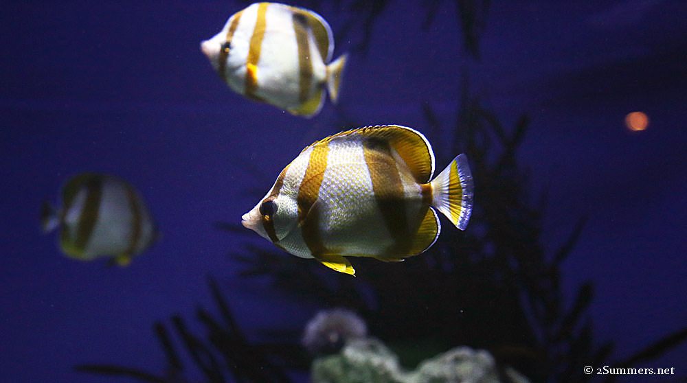 Fish-trio