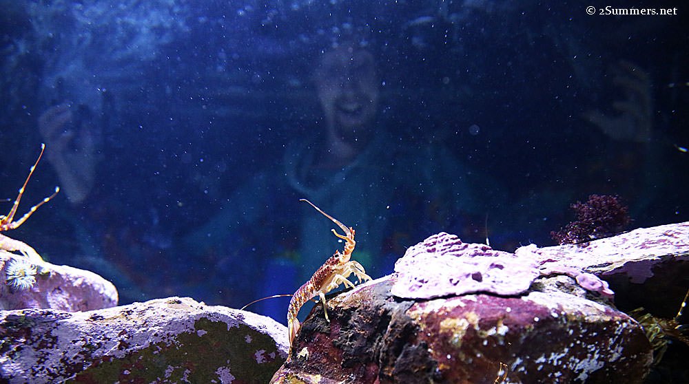 Lord-of-the-Prawn