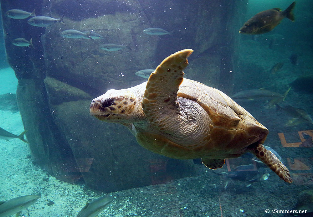 Sea-turtle