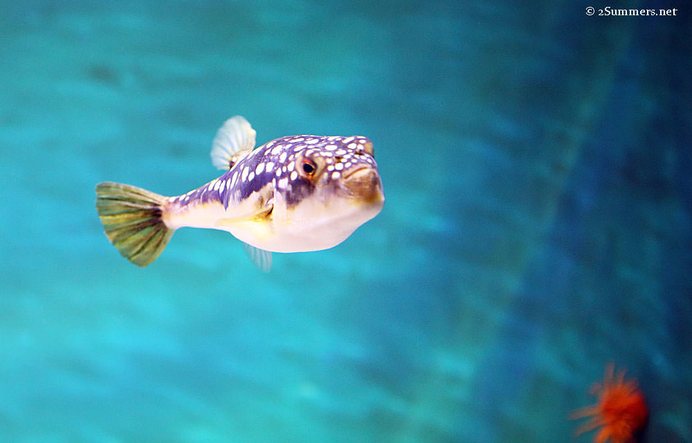 Single-fish