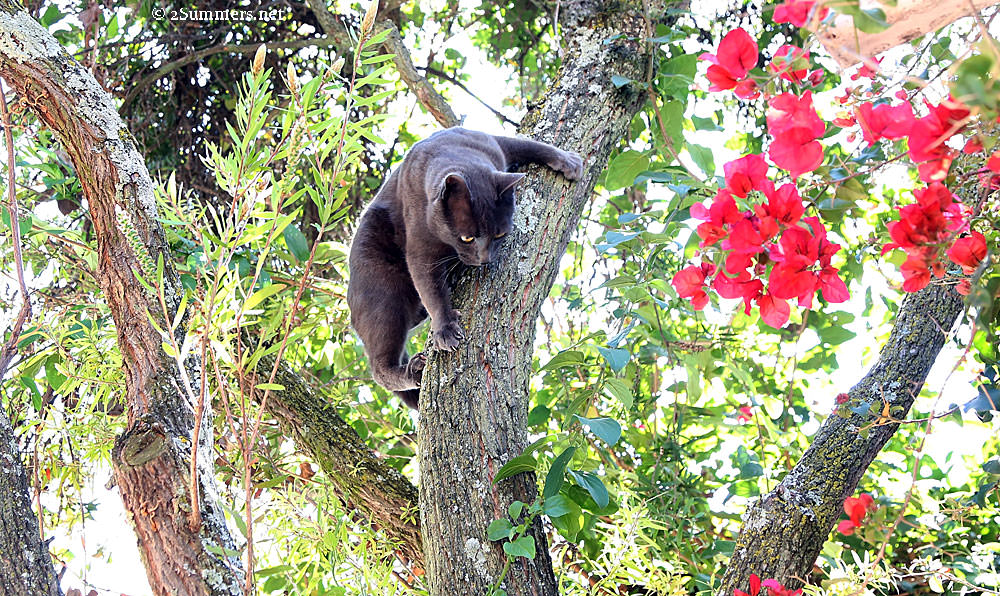 Smokey-in-tree
