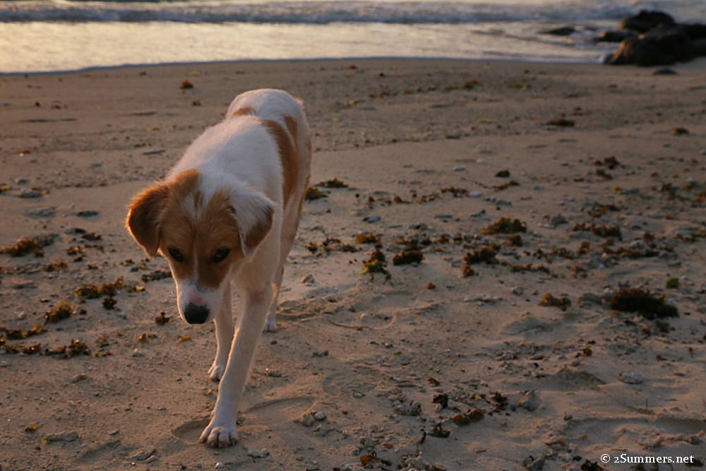 Belle Mare dog