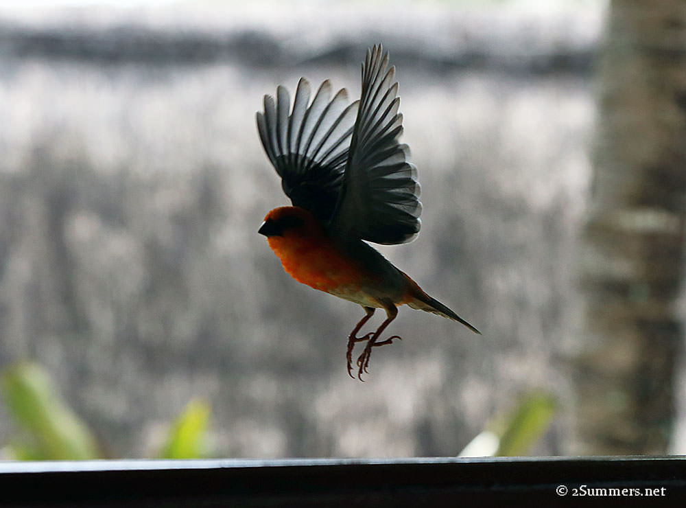 Prince-Maurice-bird