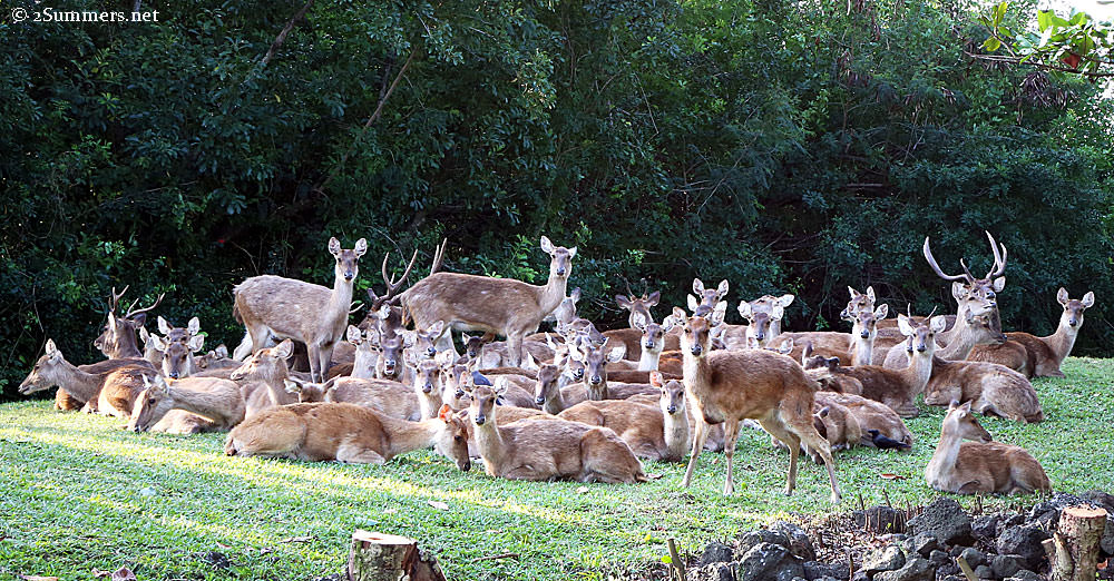 Deer