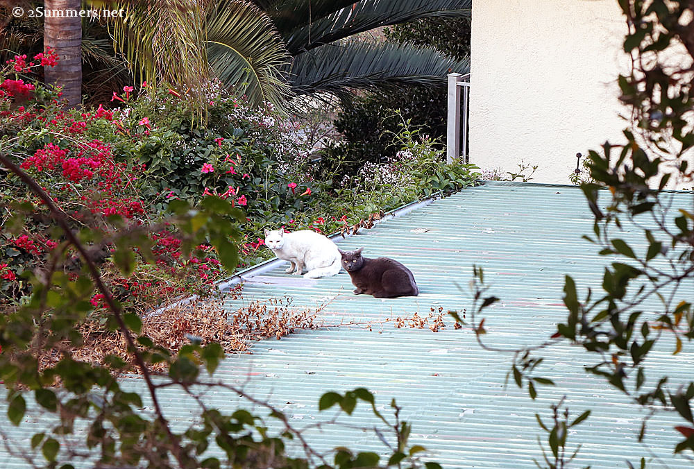 Gray-cat-white-cat
