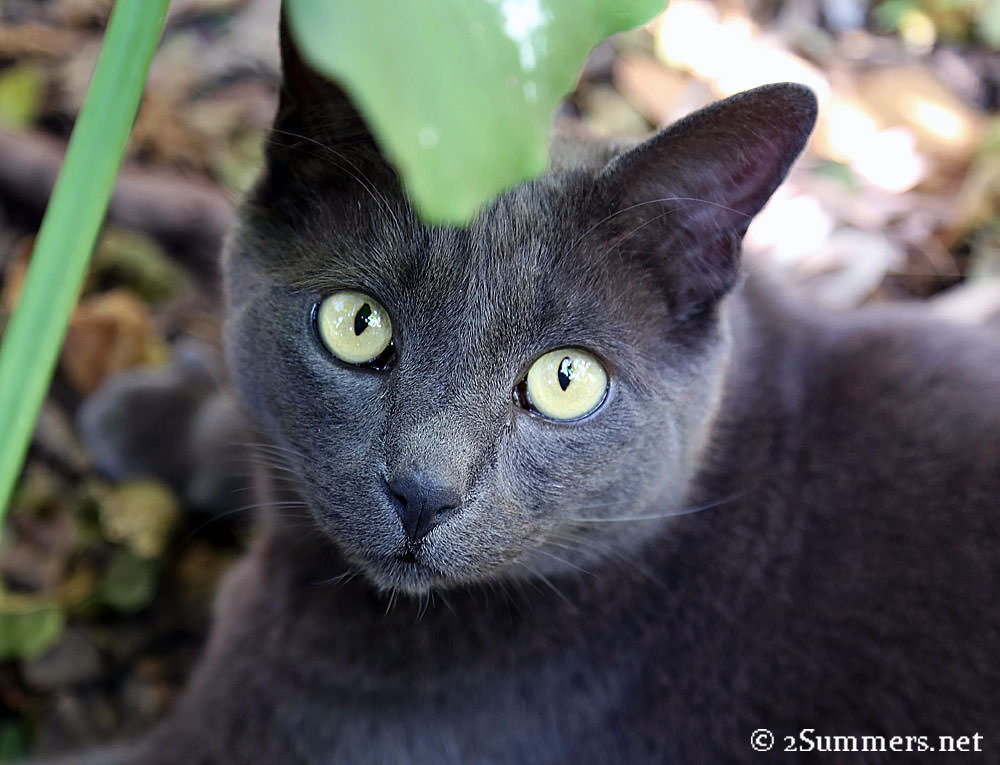 Smokey-and-plant