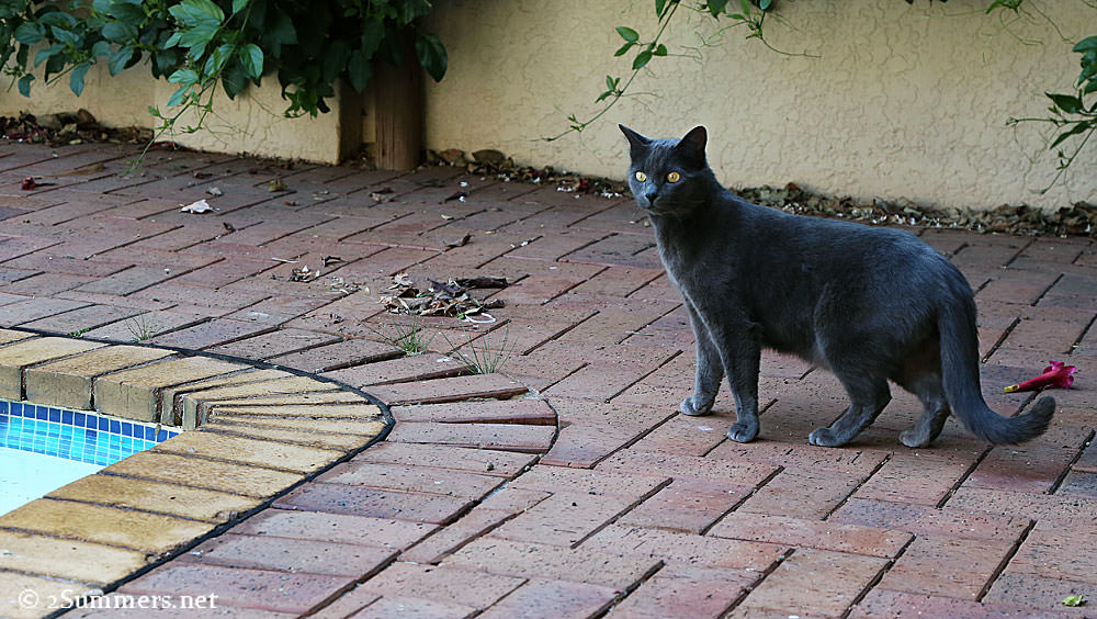 Smokey-and-pool