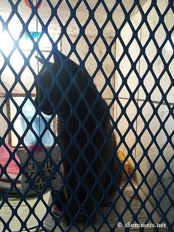 Smokey-at-vet