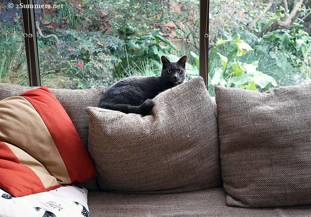 Smokey-at-window