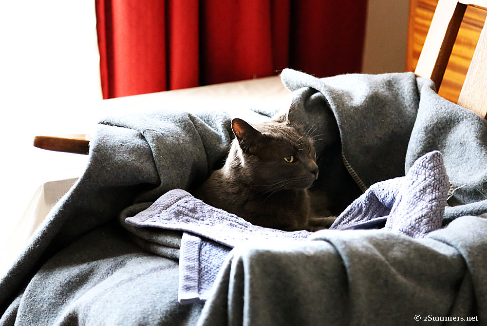 Smokey-in-blanket