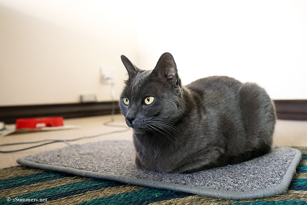 Smokey-on-mat