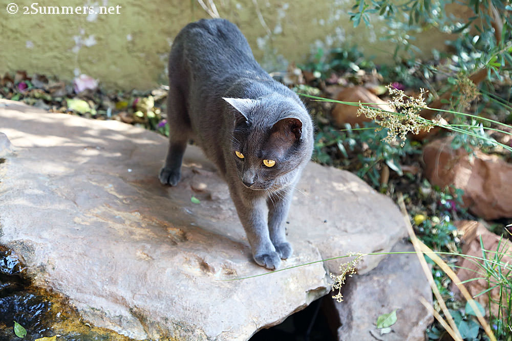 Smokey-on-waterfall