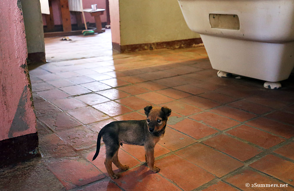 07-Bar-dog