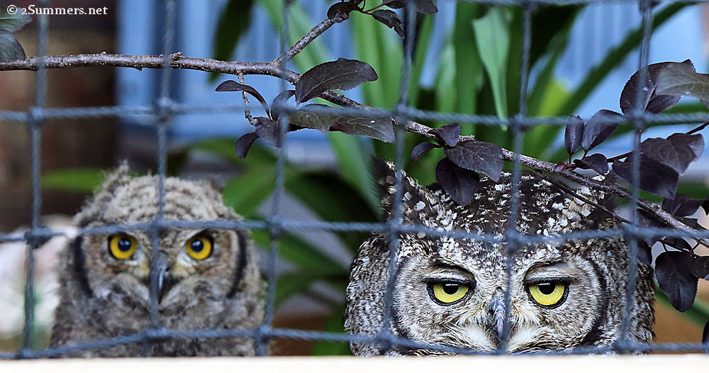 Owls2