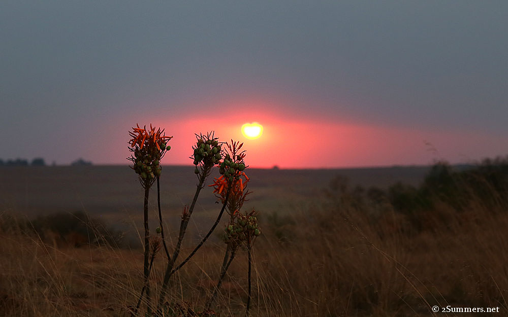 Sunsets