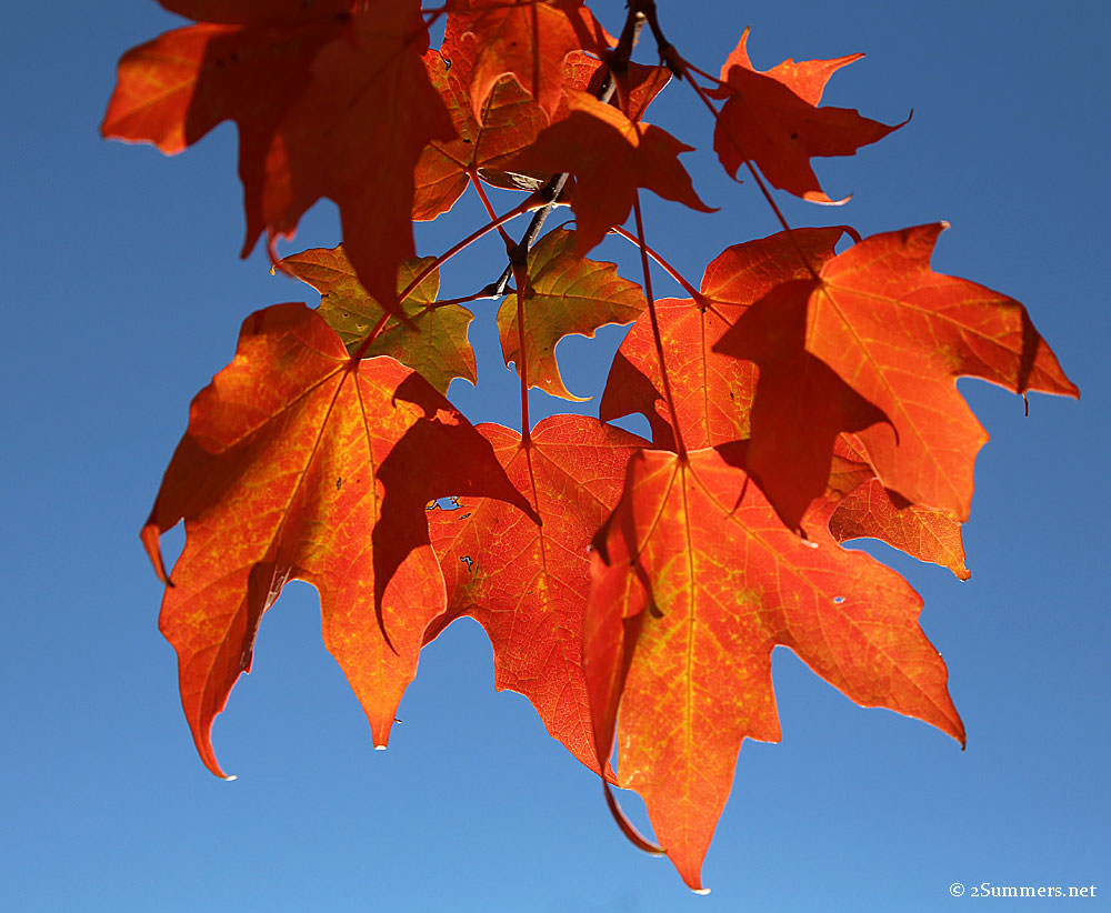 Fall-leaves-1