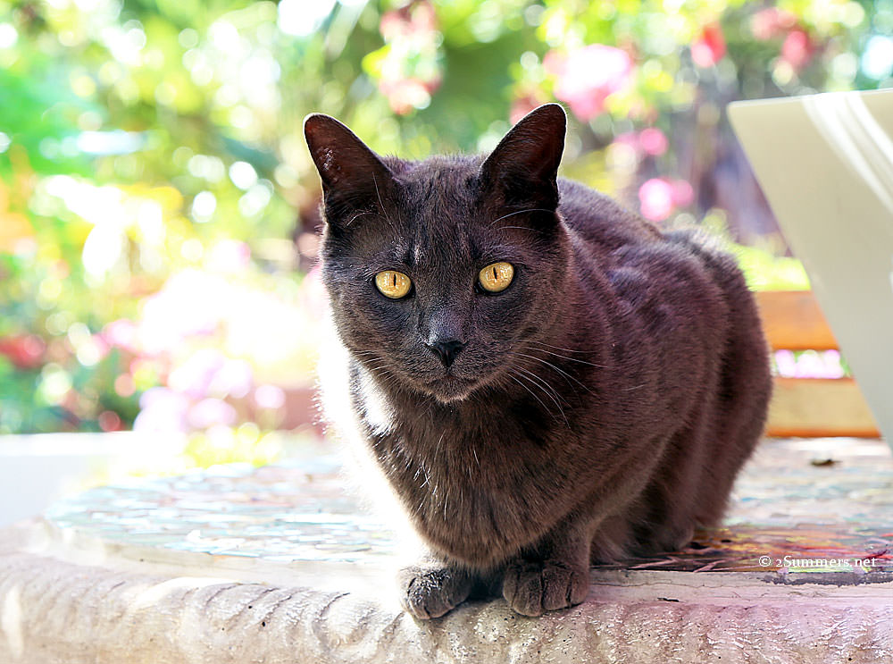 Smokey-on-table