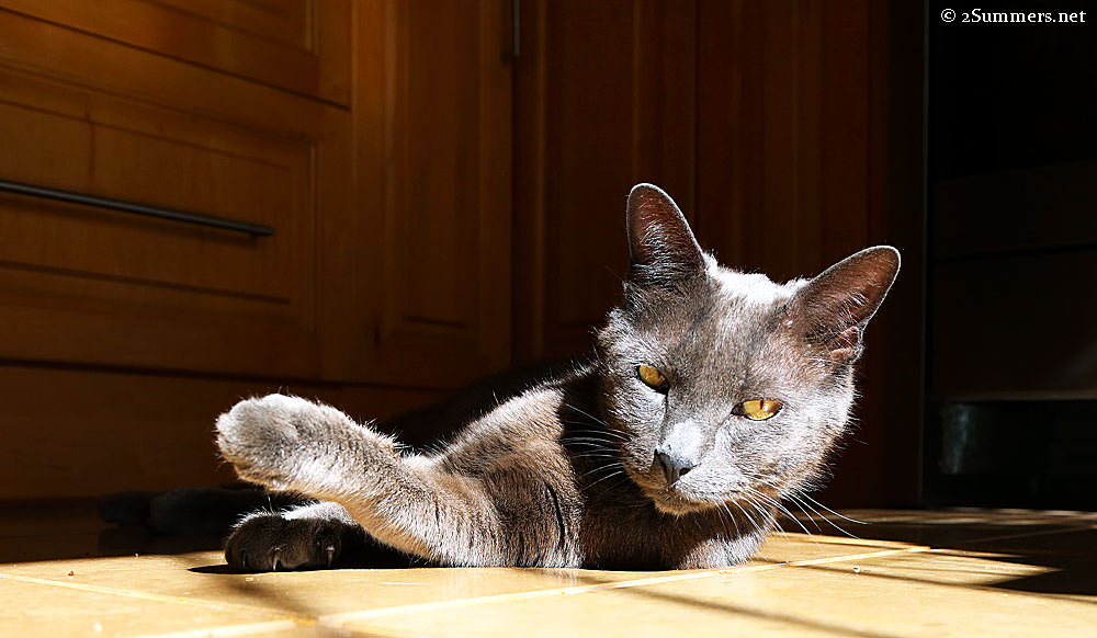Smokey-in-kitchen