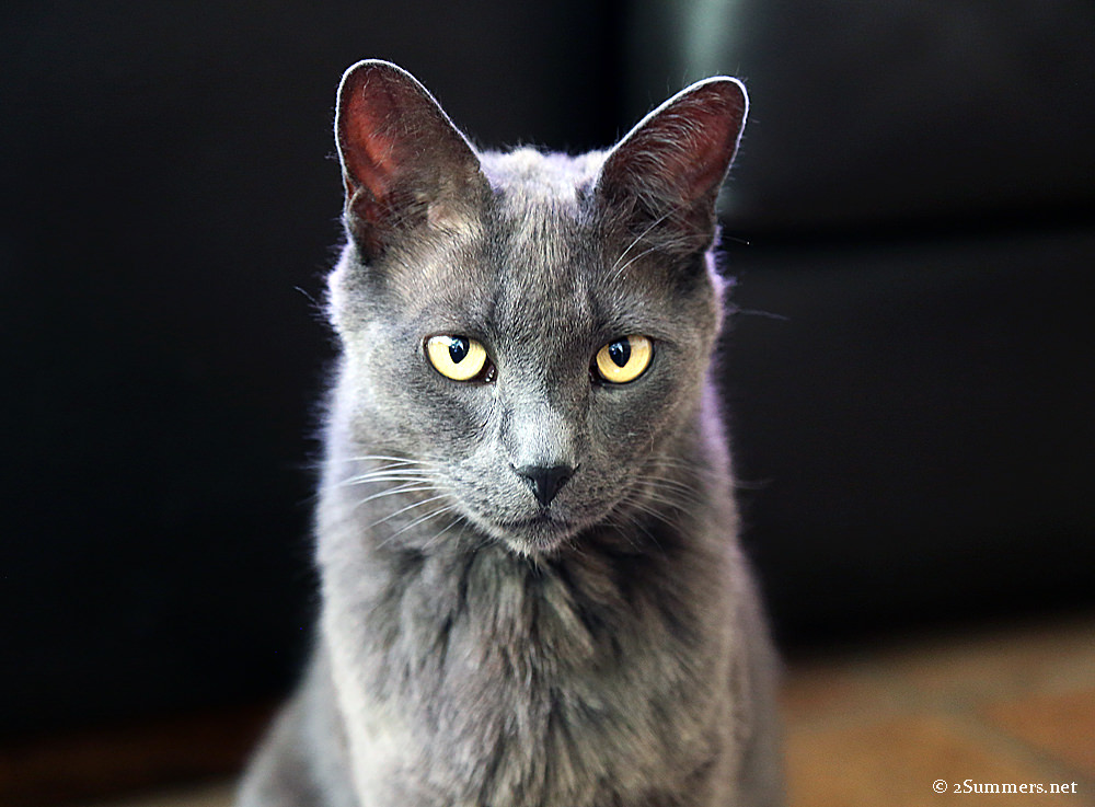 Smokey stare-down