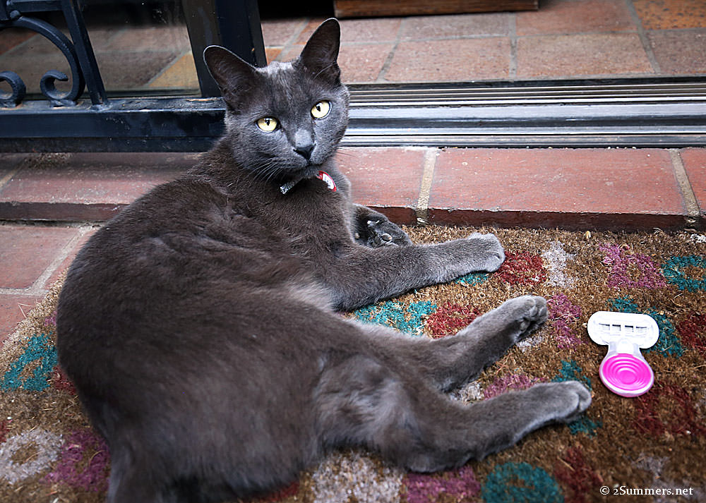 Smokey-and-Venus