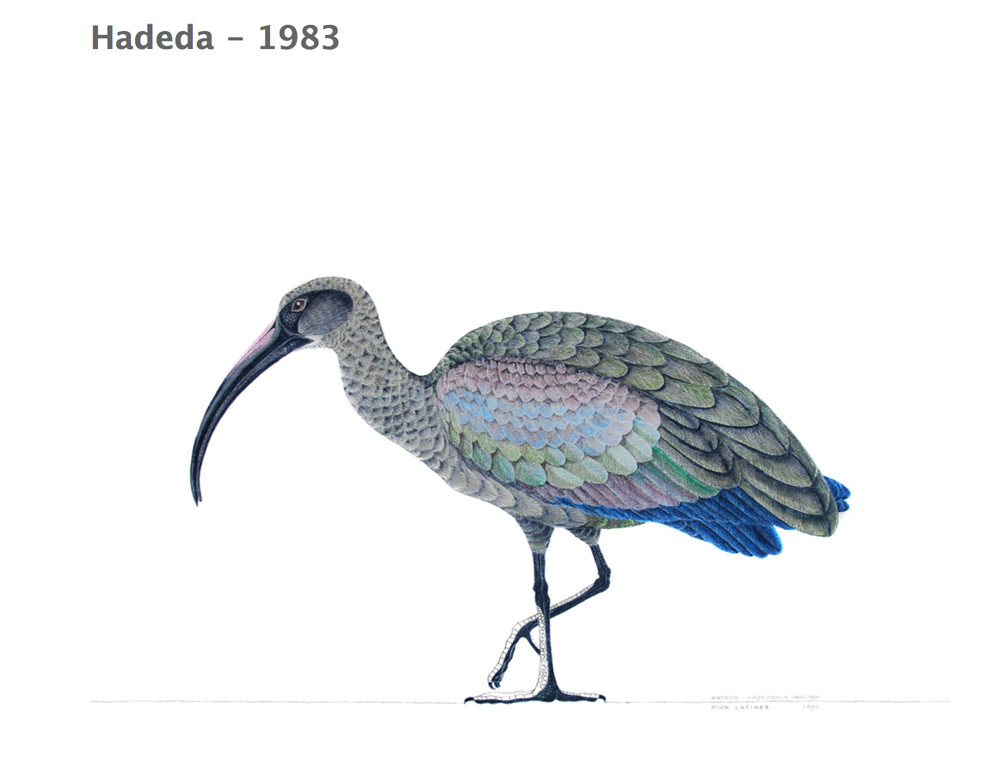 Dick Latimer hadeda
