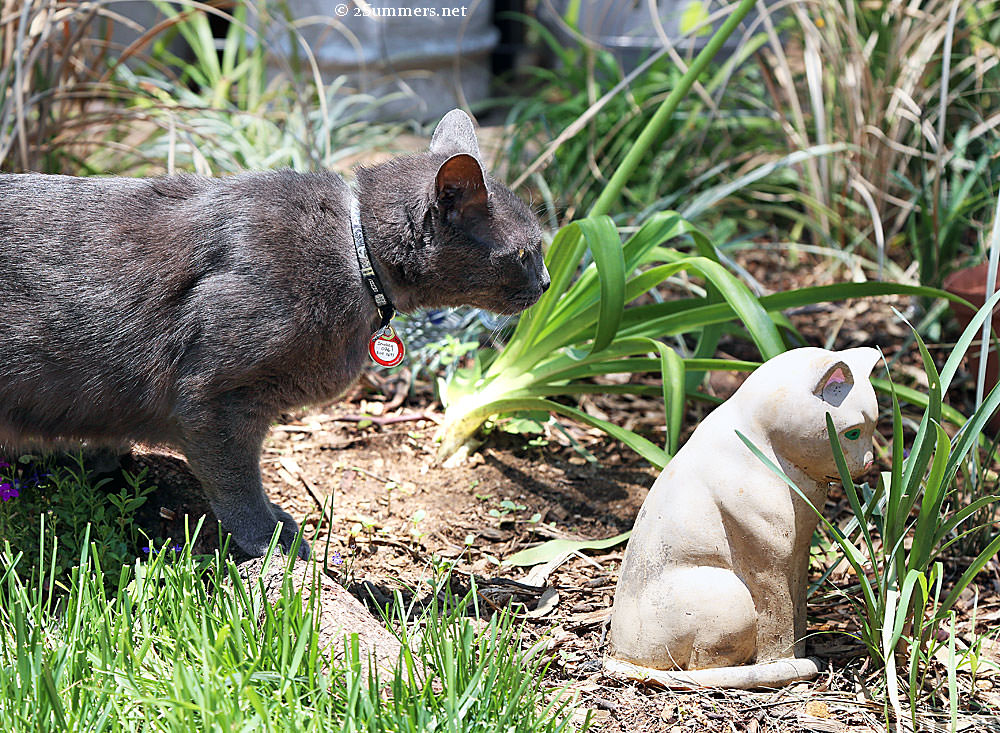 Smokey-and-cat