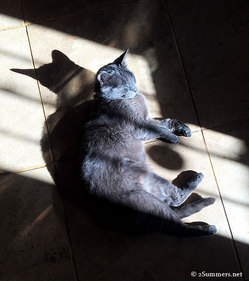 Smokey-on-floor