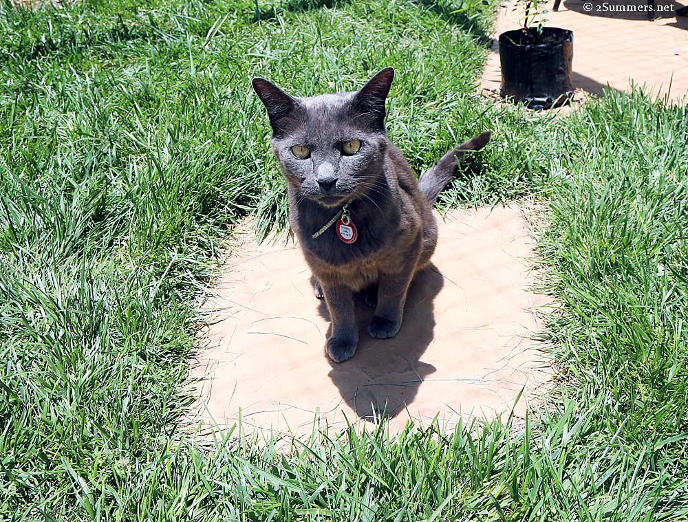Smokey-on-grass