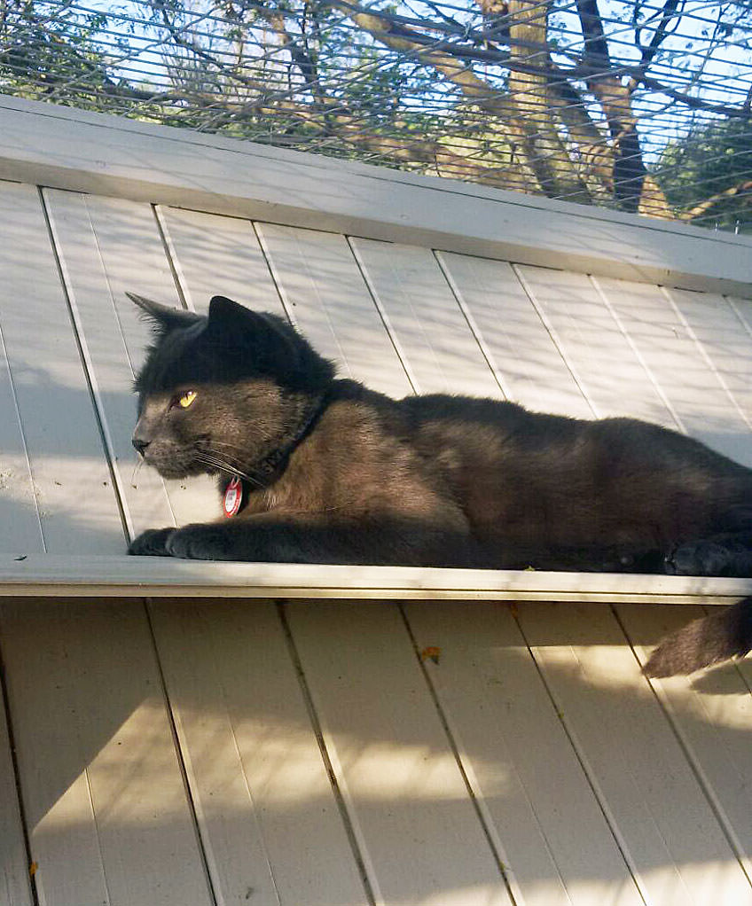 Smokey-on-shelf
