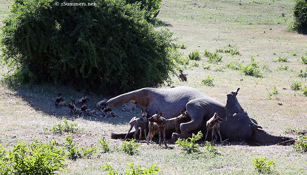 Elephant-and-dogs