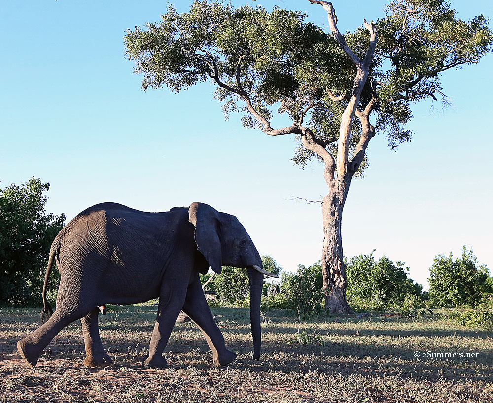 Elephant-and-tree