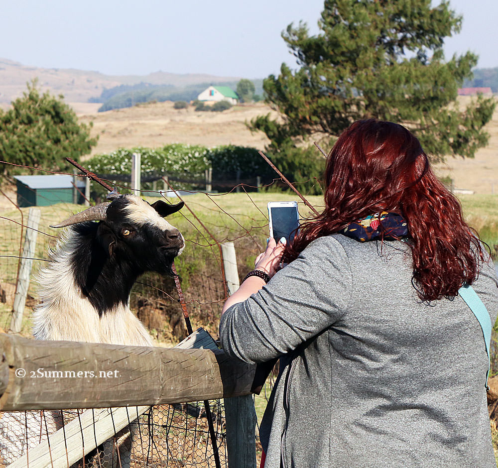 Anje-and-goat