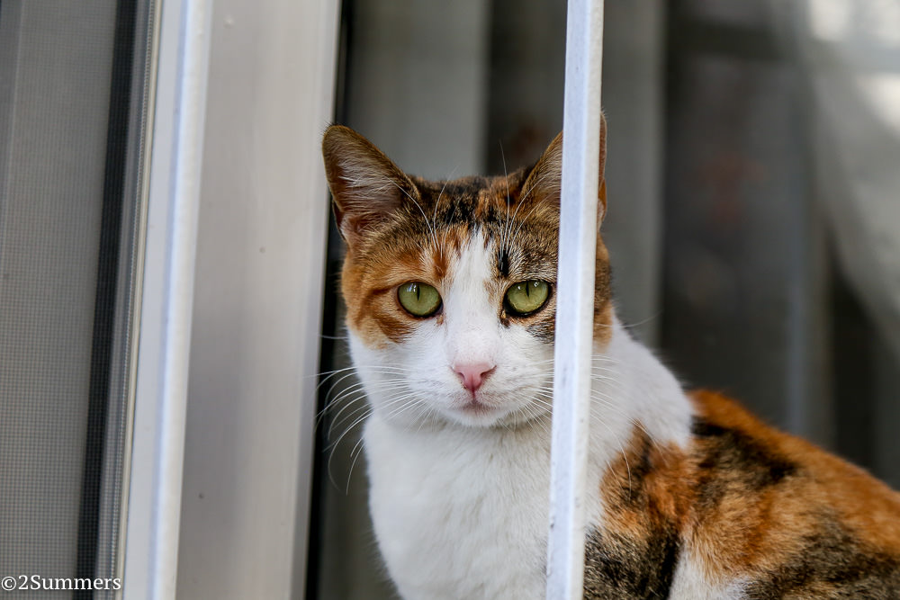 Istanbul cats-8500