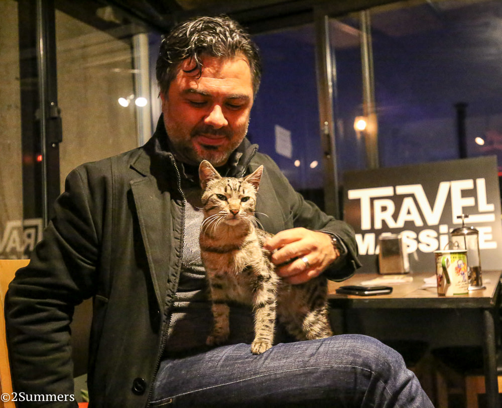 Istanbul cats-9491