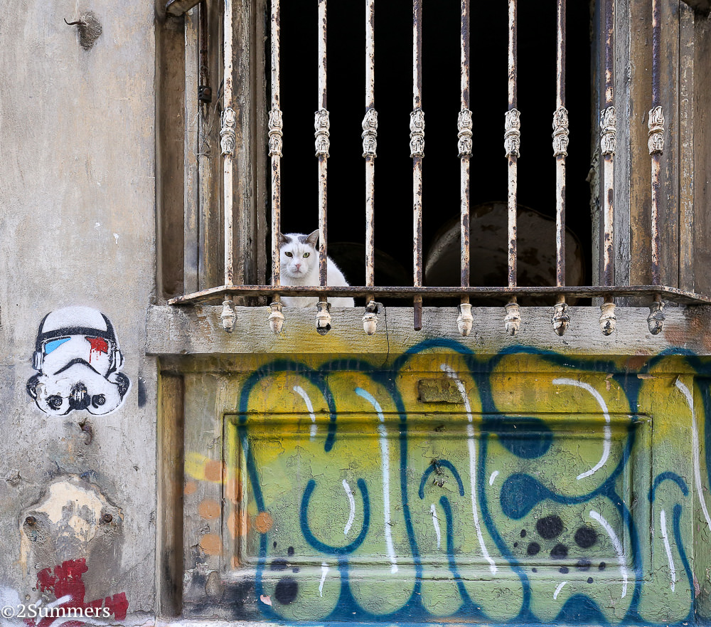Istanbul cats-9661