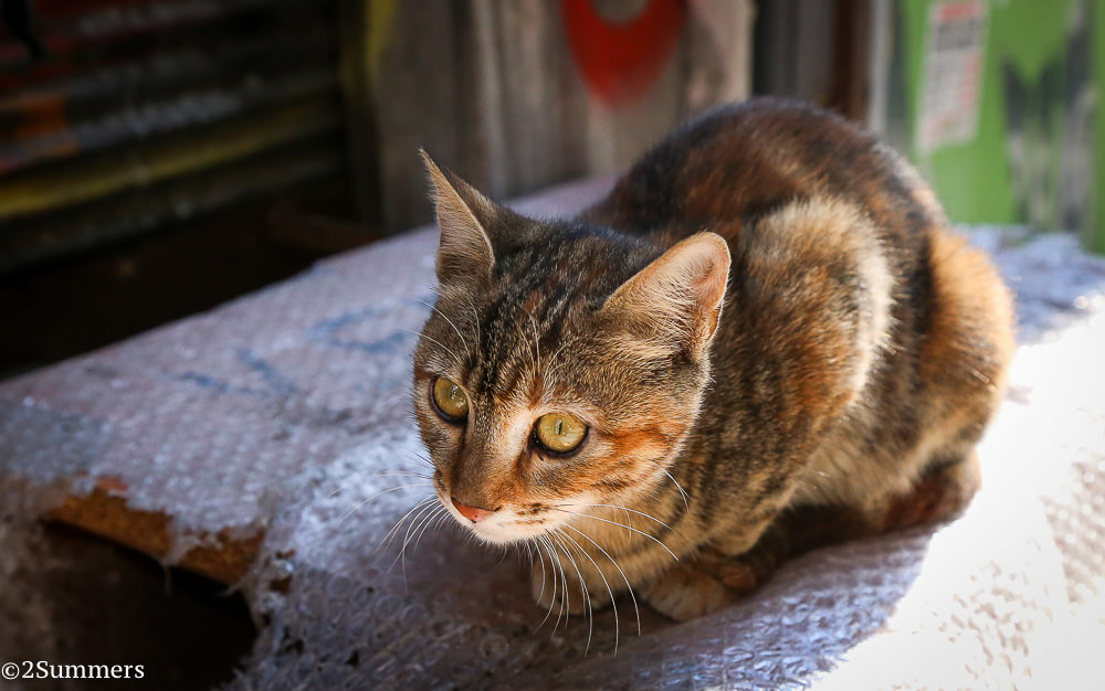Istanbul cats-9817